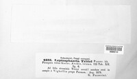 Leptosphaeria avenaria image